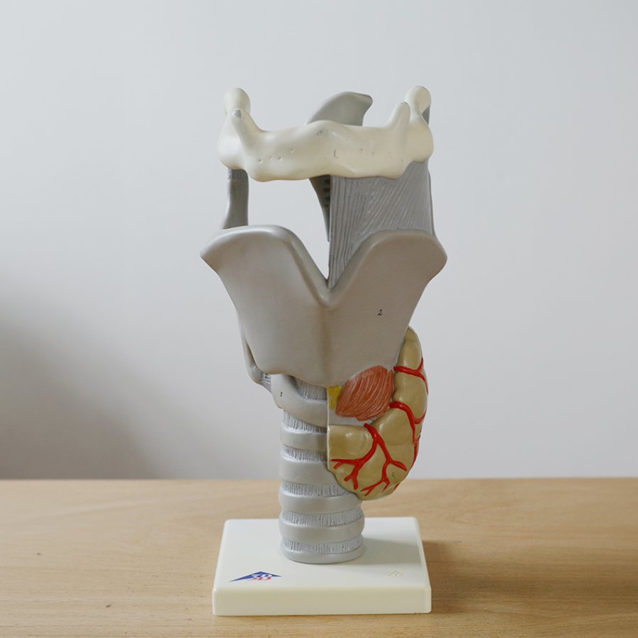 Model Kehlkopf